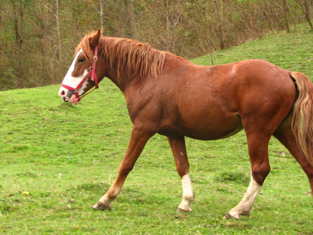 romania draft horse